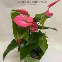 Plantas