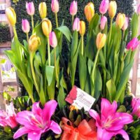 Hermosa jardinera de tulipanes EN300