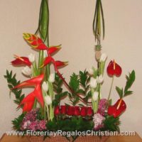 Primaveral de heliconeas, rosas y tulipanes - P16